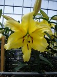 [6294 Lilium77 No01.JPG]